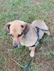 NASTKA malutka łagodna wesoła suczka poleca się do adopcji - 3