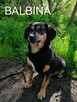Psy ze schroniska BAROS w Suchedniowie polecają się do adopc - 16
