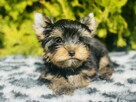 York piękny Zenuś . Uroda Laleczki. Luxusowy cudny. - 12
