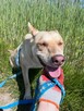 Fiona do adopcji - 12