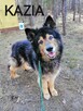 Psy ze schroniska BAROS w Suchedniowie polecają się do adopc - 10