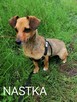 NASTKA malutka łagodna wesoła suczka poleca się do adopcji - 1
