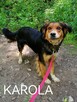 Psy ze schroniska BAROS w Suchedniowie polecają się do adopc - 10