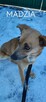 Psy ze schroniska BAROS w Suchedniowie polecają się do adopc - 11