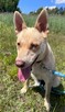 Fiona do adopcji - 6