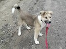 LOKI młody radosny szczeniak szuka domu - 2