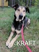 Psy ze schroniska BAROS w Suchedniowie polecają się do adopc - 10