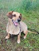 NASTKA malutka łagodna wesoła suczka poleca się do adopcji - 5