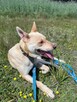 Fiona do adopcji - 7
