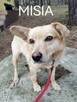Psy ze schroniska BAROS w Suchedniowie polecają się do adopc - 14