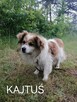 Psy ze schroniska BAROS w Suchedniowie polecają się do adopc - 4