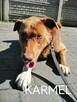 Psy ze schroniska BAROS w Suchedniowie polecają się do adopc - 16