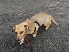 NASTKA malutka łagodna wesoła suczka poleca się do adopcji - 2