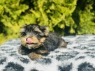 York piękny Zenuś . Uroda Laleczki. Luxusowy cudny. - 5