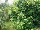 Ogródek 430m2 na Tarnogaju ROD ul Ziębicka Sprzedam 29tys. - 13