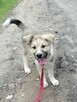 LOKI młody radosny szczeniak szuka domu - 5