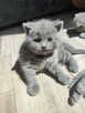 Koty brytyjskie niebieskie krótkowłose - 9