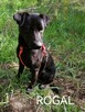 Psy ze schroniska BAROS w Suchedniowie polecają się do adopc - 15