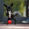 Chihuahua PIESEK Ch.PL, okolice W-wy, FCI - 2