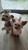 Yorkshire Terrier - 3