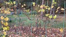 sprzedam dzialke ROD Kasprzak Leszno Powązki (Kampinos) - 7