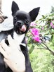 Chihuahua PIESEK Ch.PL, okolice W-wy, FCI - 14