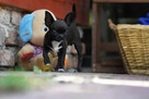 Chihuahua PIESEK Ch.PL, okolice W-wy, FCI - 5