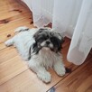 Shi Tzu 7 miesięcy - 2