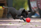 Chihuahua PIESEK Ch.PL, okolice W-wy, FCI - 8