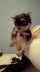 Yorki terrier 2pieski. - 2