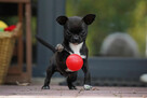 Chihuahua PIESEK Ch.PL, okolice W-wy, FCI - 3