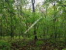 Działka budowlana w otoczeniu lasu - 2