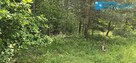 Działka pow. 1386m2 z prywatnym lasem pow. 5511m2 - 5