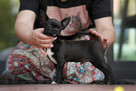 Chihuahua PIESEK Ch.PL, okolice W-wy, FCI - 15
