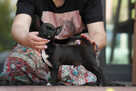 Chihuahua PIESEK Ch.PL, okolice W-wy, FCI - 4