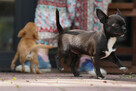 Chihuahua PIESEK Ch.PL, okolice W-wy, FCI - 7