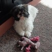 Shi Tzu 7 miesięcy - 3