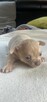 Chihuahua - 2