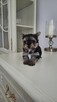 Yorkshire Terrier - 2