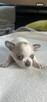 Chihuahua - 4
