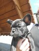 Buldog francuski - 12
