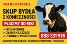 Skup bydła - 4