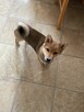 Szczeniak Shiba Inu - 3