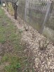 Zrębki z drzew liściastych - 10