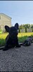 Buldog francuski - 11
