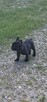 Buldog francuski - 2