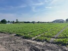 Działki Papowo Toruńskie ul. Sasankowa - 13