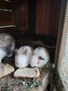 kroliki 3 miesieczne miniaturki - 1