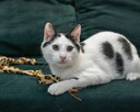 OREO - śliczny kocurek szuka kochającego domu/Poznań - 1