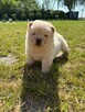 CHOW CHOW PIĘKNE SZCZENIĘTA - 6